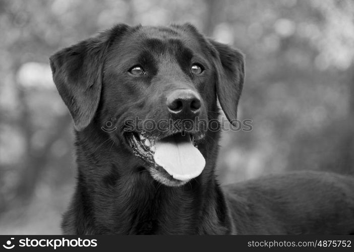 Portrait of a black labrador