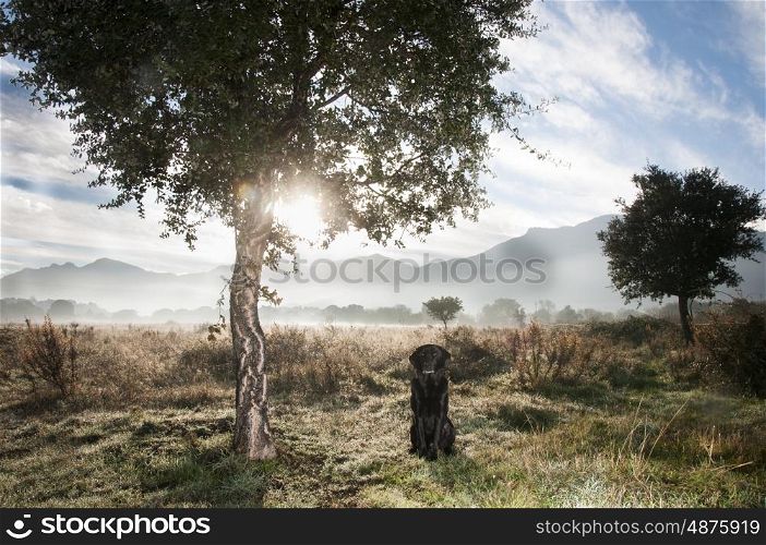 Portrait of a black labrador in the morning mist