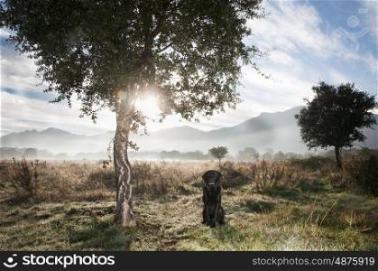 Portrait of a black labrador in the morning mist