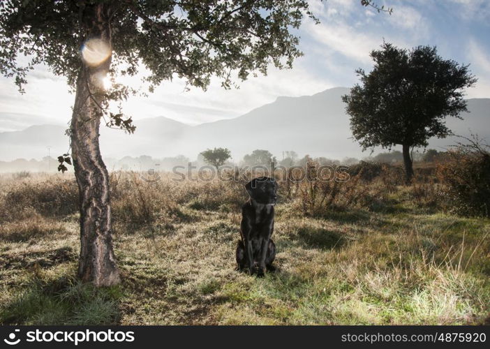 Portrait of a black labrador in the morning mist