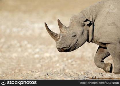Portrait of a black rhinoceros (Diceros bicornis), Etosha National Park, Namibia