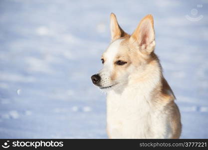 Portrait of a blond dog on a snow background.