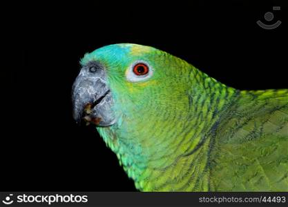Portrait of a blue fronted Amazon parrot (Amazona aestiva) on black&#xD;