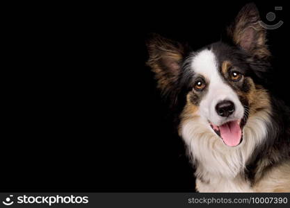 portrait of a border collie sheep dog isolated on a black background. portrait of a border collie sheep dog