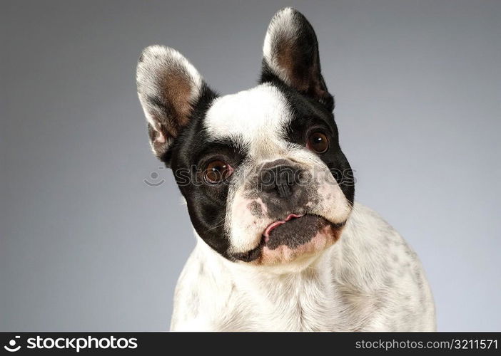 Portrait of a Boston Terrier