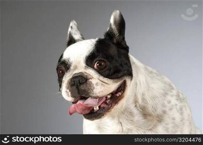 Portrait of a Boston Terrier sticking out its tongue