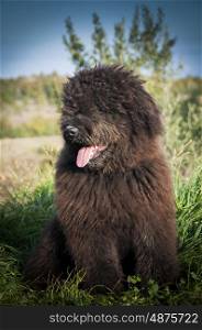 Portrait of a Bouvier Des Flandres puppy sitting in the grss