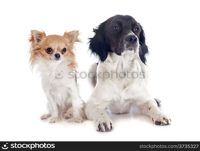 portrait of a brittany spaniel and chihuahua in front of white background