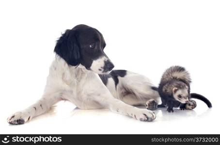 portrait of a brittany spaniel and ferret in front of white background