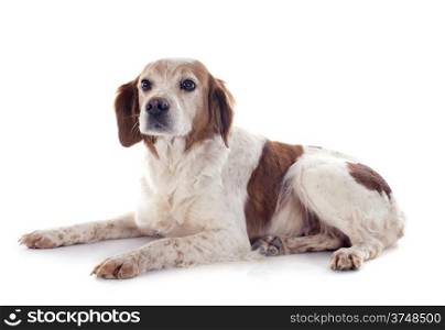 portrait of a brittany spaniel in front of white background