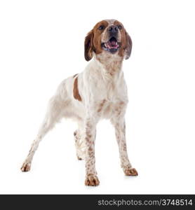 portrait of a brittany spaniel in front of white background