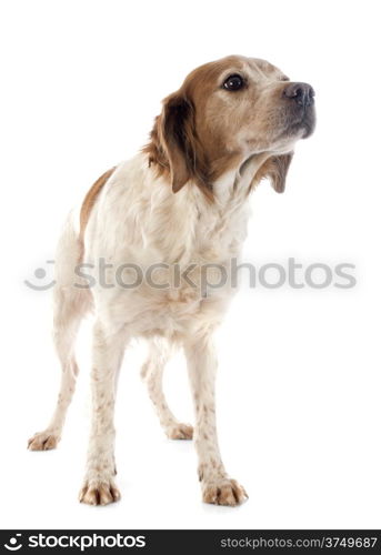 portrait of a brittany spaniel in front of white background