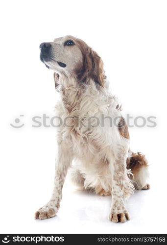 portrait of a brittany spaniel in front of white background