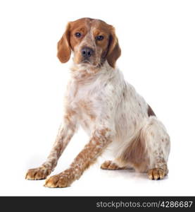 portrait of a brittany spaniel in front of white background