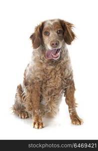 portrait of a brittany spaniel in front of white background