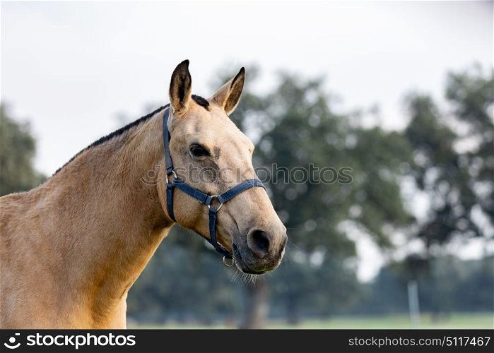 Portrait of a brown beautiful horse in the countyside