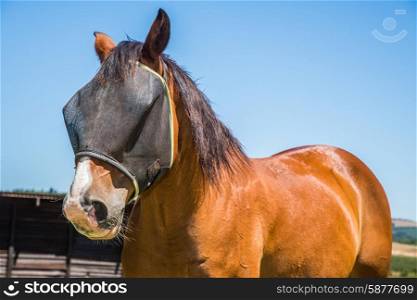 Portrait of a brown horse with a black fly net over the face.