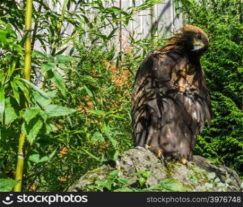 portrait of a brown steppe eagle putting his head to the side, a big and endangered bird