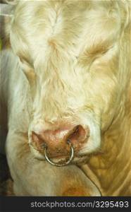portrait of a bull with a metal ring in the nose