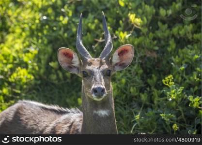 Portrait of a bushbuck in the rainforrest at Storms River Mouth in Tsitsikamma