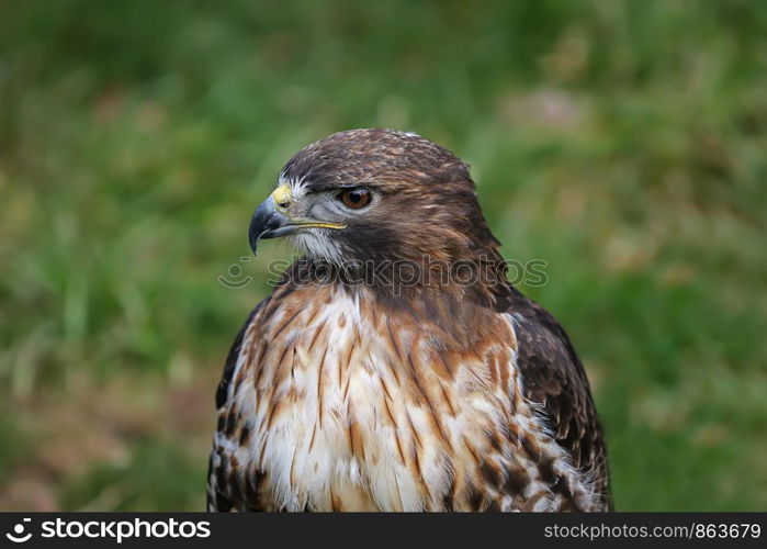 portrait of a buzzard