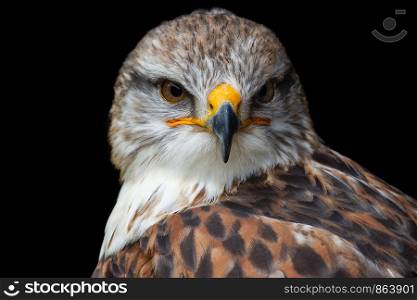 portrait of a buzzard in front of black background