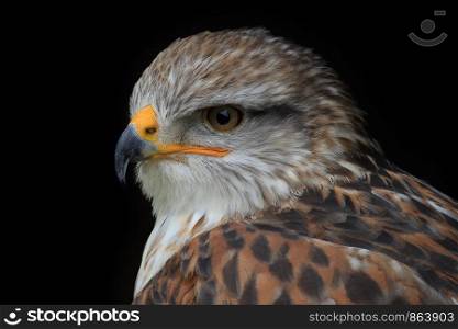 portrait of a buzzard in front of black background