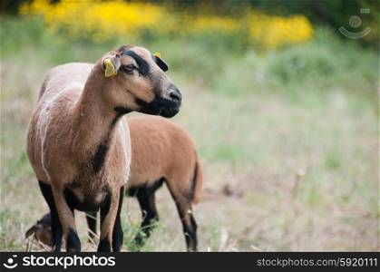 Portrait of a Cameroon sheep