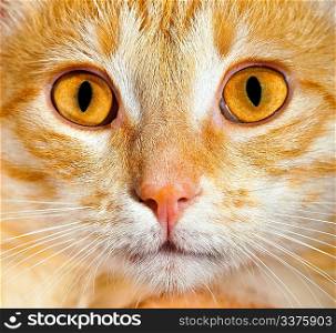 Portrait of a cat close up