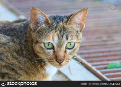 Portrait of a cat, close up pet