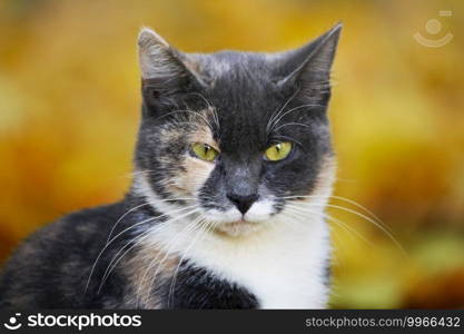 Portrait of a cat in close-up.