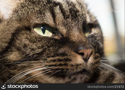 Portrait of a cat lying and resting comfortably at her home.