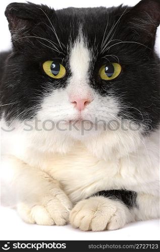 Portrait of a cat with yellow eyes...