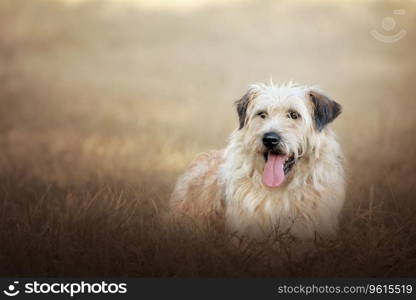Portrait of a Catalan shepherd dog lying in the grass.