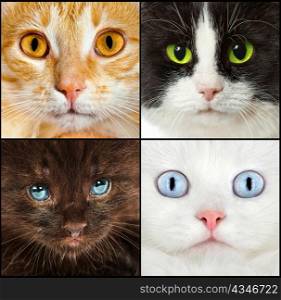 Portrait of a cats close up