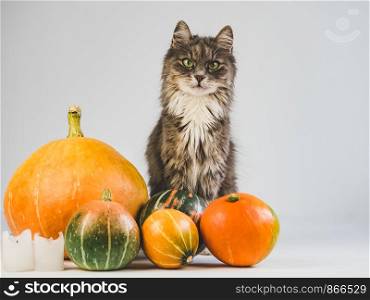 Portrait of a charming, gray, fluffy kitten, ripe, multi-colored pumpkins. White background, isolated, close-up. Preparing for the holidays. Charming, gray kitten and ripe, multi-colored pumpkins