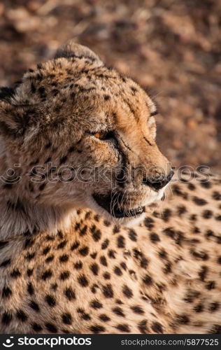 Portrait of a cheetah lying down on the ground as it stares at something in the distance.