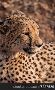 Portrait of a cheetah lying down on the ground as it stares at something in the distance.