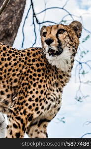 Portrait of a cheetah staring in to the distance at something as it is viewed from a low angle of view.