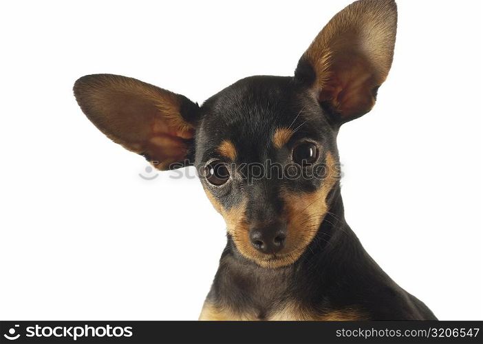 Portrait of a Chihuahua