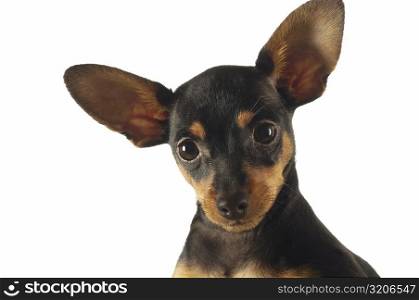 Portrait of a Chihuahua