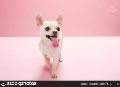 Portrait of a chihuahua