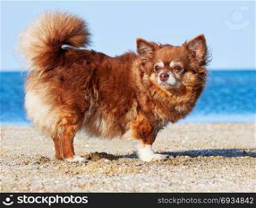 Portrait of a Chihuahua Longhair . Portrait of a Chihuahua Longhair on the Seashore