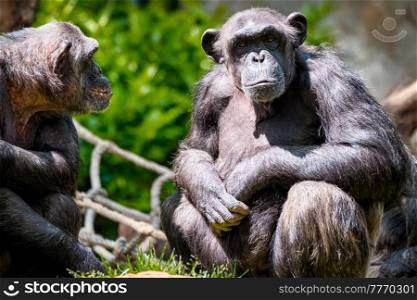 Portrait of a chimpanzee monkey ape from Africa in jungle tropical rainforest. Portrait of a chimpanzee