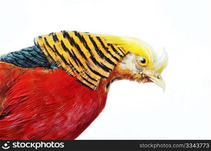 Portrait of a Chrysolophus pictus bird