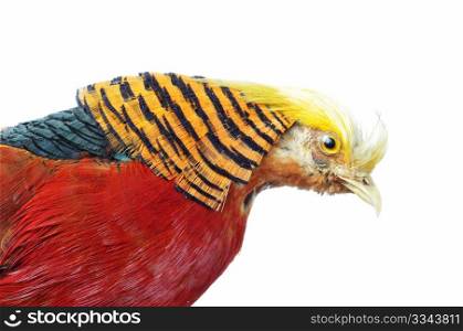 Portrait of a Chrysolophus pictus bird