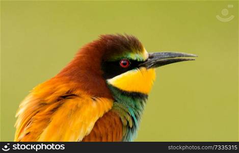 Portrait of a colorful bird close up