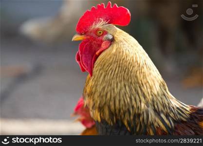 portrait of a colorful rooster