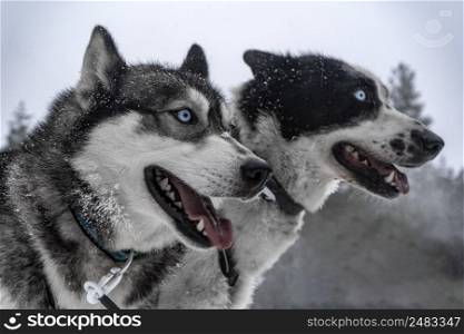 Portrait of a couple of huskies in a snowy background. Portrait of two siberian huskies