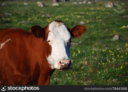 Portrait of a cow at a pastureland. From the swedish island Oland.